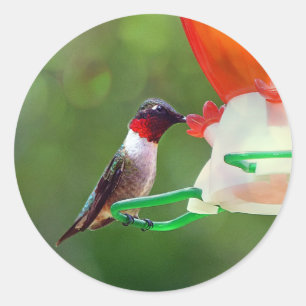 Een robijnrode Kolibrie Throated Ronde Sticker