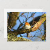 Een Robin in de oude eikenboom Briefkaart (Voorkant / Achterkant)