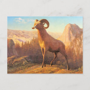 Een Rocky Mountain Sheep van A. Bierstadt Briefkaart
