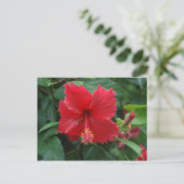 Een rode hibiscus briefkaart (Staand voorkant)
