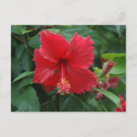 Een rode hibiscus