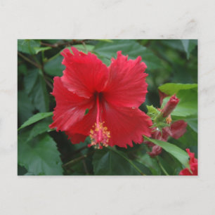 Een rode hibiscus briefkaart