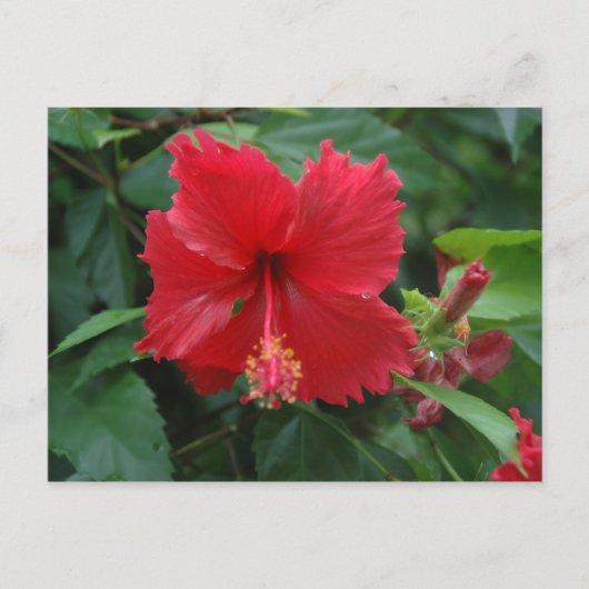 Een rode hibiscus briefkaart (Voorkant)