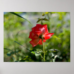 Een rode roos poster