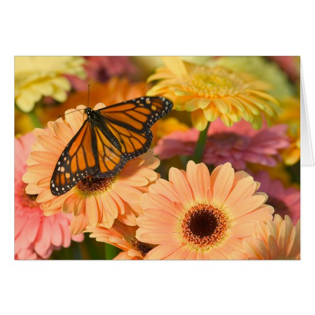 Een rouwbare cloak-vlinder (Voorkant Horizontaal)