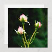 Een rozenknopbloem (Voorkant / Achterkant)