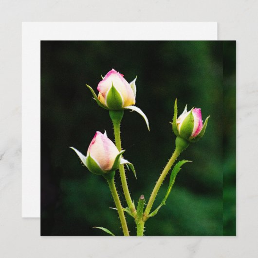 Een rozenknopbloem (Voorkant / Achterkant)