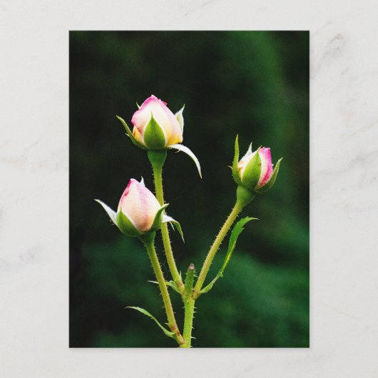 Een rozenknopbloem briefkaart (Voorkant)