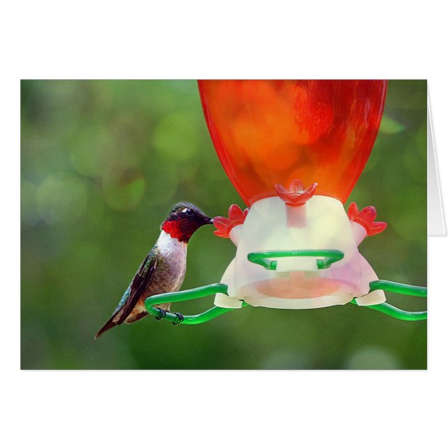 Een ruby Throated Hummingbird (Voorkant Horizontaal)