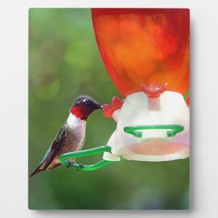 Een ruby Throated Hummingbird Fotoplaat