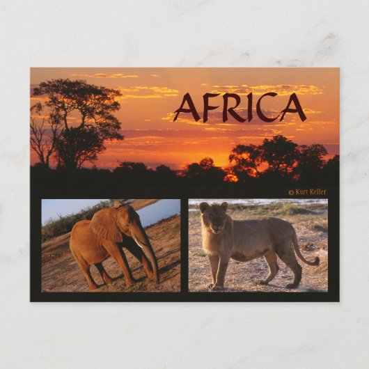Een safari Briefkaart in Afrika (Voorkant)
