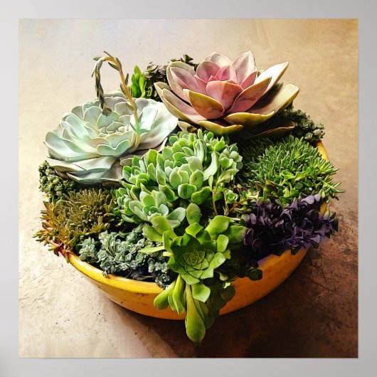 Een salad Bowl van Succulenten Poster (Voorkant)