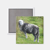 Een schaap op Dartmoor Magneet (Voorkant / Achterkant)