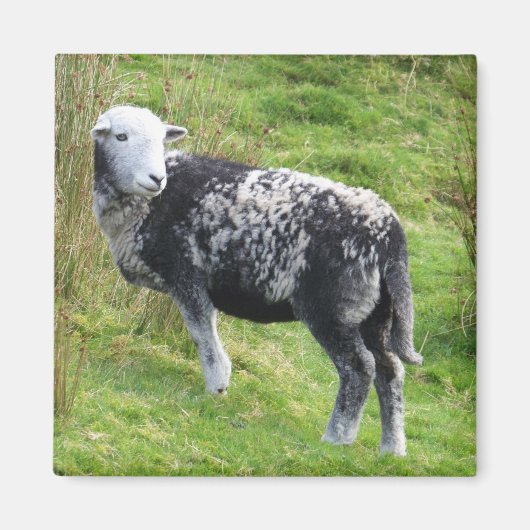 Een schaap op Dartmoor Magneet (Voorkant)