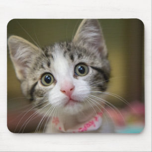 Een schattig katje met groene ogen muismat