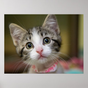 Een schattig katje met groene ogen poster