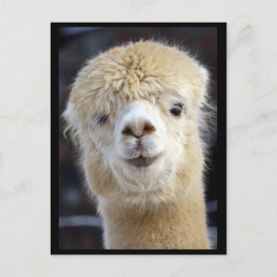 Een schattig pluizig gezicht van een alpaca     briefkaart
