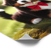 Een schattige Berner bergpuppy Poster (Hoek)
