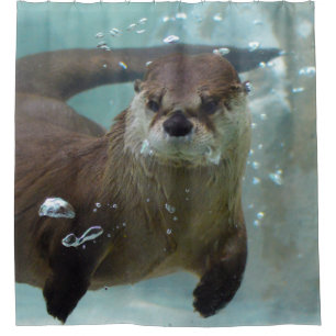 Een schattige bruine otter zwemmen in een helder b douchegordijn