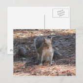 Een schattige eekhoorn briefkaart (Voorkant / Achterkant)