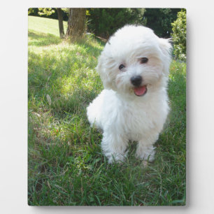 een schattige westie - West Highland Terrier - in Fotoplaat