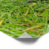 Een schildpad in het gras poster (Hoek)