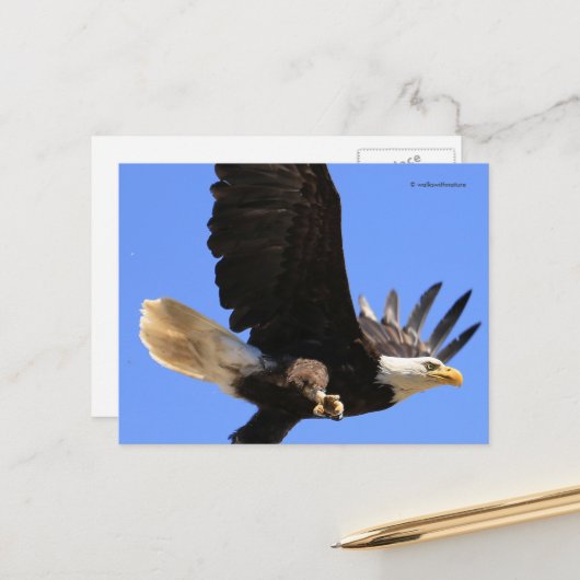 Een schitterende adelaar vliegt vrij briefkaart (Voorkant / Achterkant in situ)
