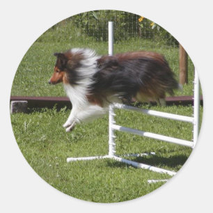 Een Sheltie ontruimt de bar Ronde Sticker
