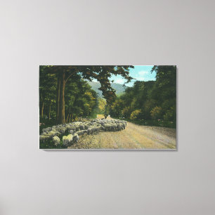 Een Shepherd Leading Sheep op een Maine Highway Canvas Afdruk