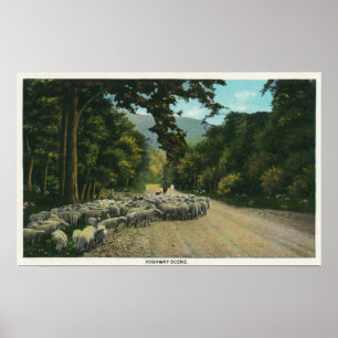 Een Shepherd Leading Sheep op een Maine Highway Poster