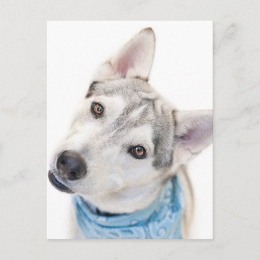 Een Siberian Husky Mix tilt zijn hoofd Briefkaart (Voorkant)