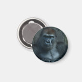 Een Silverback in de Making Magneet (Voorkant / Achterkant)