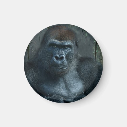 Een Silverback in de Making Magneet (Voorkant)