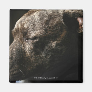 Een slopende hond magneet