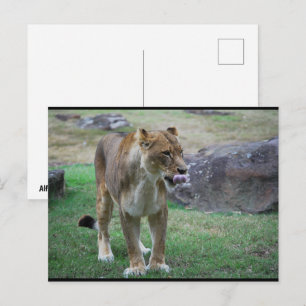 Een Smaak van de Wilde Wereld Briefkaart