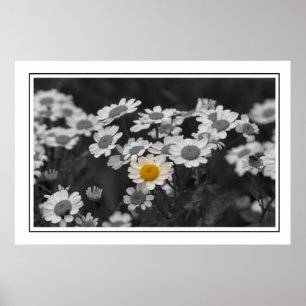 Een speciale Daisy Poster
