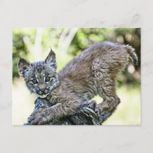 Een speelse Canadese Lynx Kitten Briefkaart