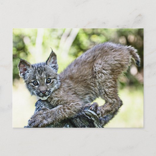 Een speelse Canadese Lynx Kitten Briefkaart (Voorkant)
