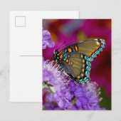 Een Spicebush Swallowtail Butterfly Briefkaart (Voorkant / Achterkant)