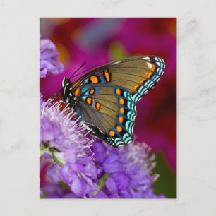Een Spicebush Swallowtail Butterfly Briefkaart