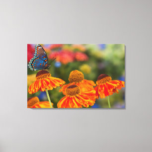 Een Spicebush Swallowtail, Papilio troilus Canvas Afdruk