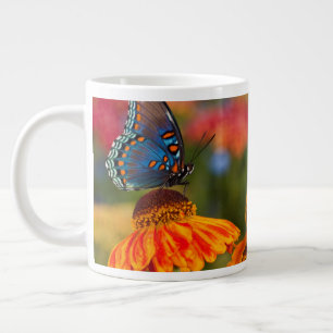 Een Spicebush Swallowtail, Papilio troilus Extra Grote Beker