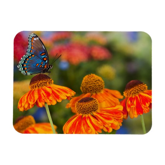 Een Spicebush Swallowtail, Papilio troilus Magneet (Horizontaal)