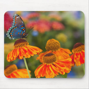 Een Spicebush Swallowtail, Papilio troilus Muismat