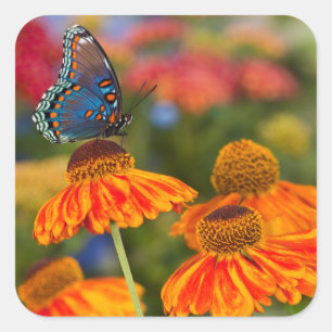 Een Spicebush Swallowtail, Papilio troilus Vierkante Sticker