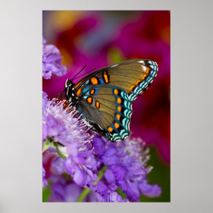 Een Spicebush Swallowtail vlinder Poster