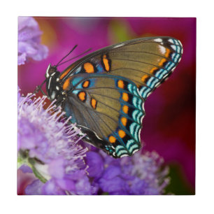 Een Spicebush Swallowtail vlinder Tegeltje