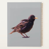Een spreeuw planner (Achterkant)