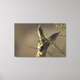 Een Steenbok die naar de camera kijkt terwijl het  Canvas Afdruk
