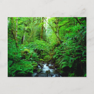 Een stroom in een oerbos briefkaart